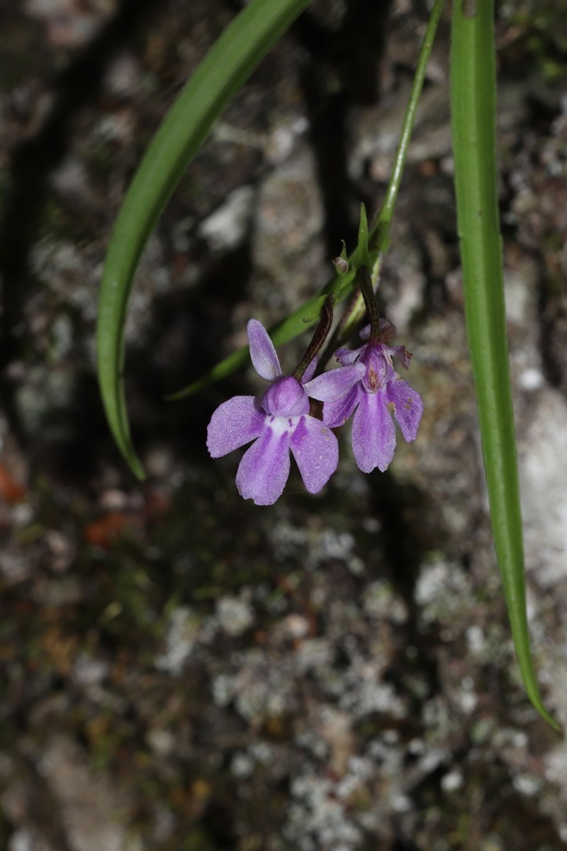 Hemipilia graminifolia photo 4