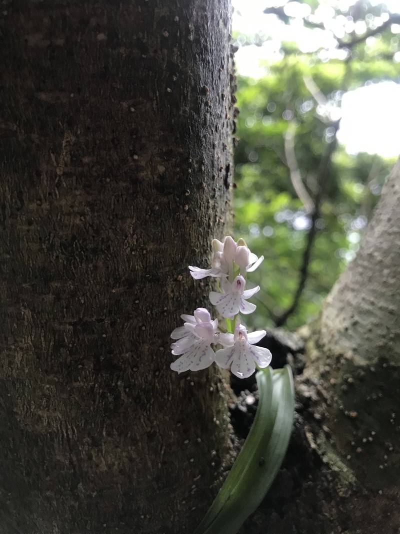 Hemipilia graminifolia photo 5