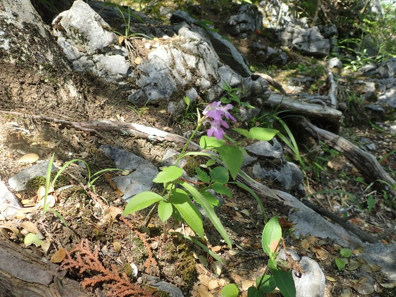 Hemipilia graminifolia photo 6
