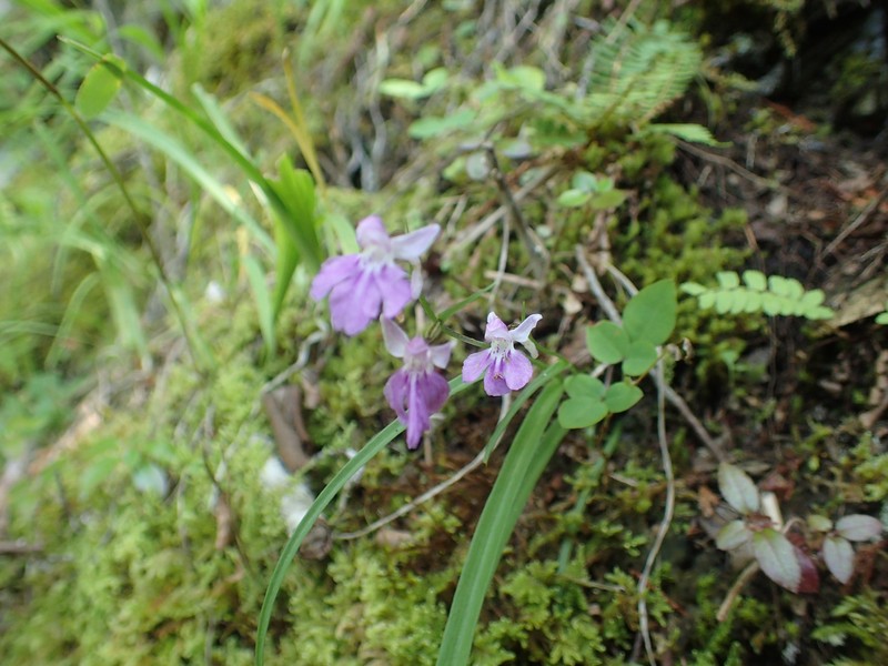Hemipilia graminifolia photo 8