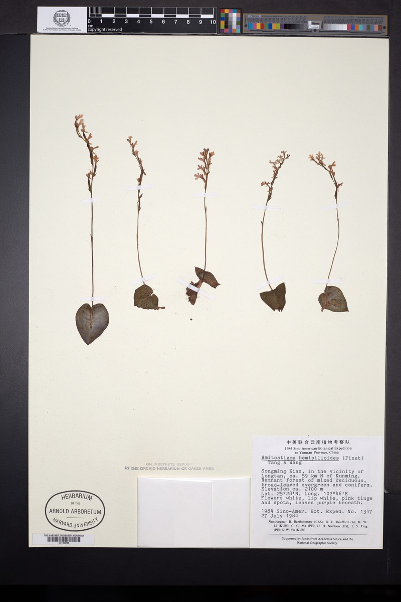 Hemipilia hemipilioides