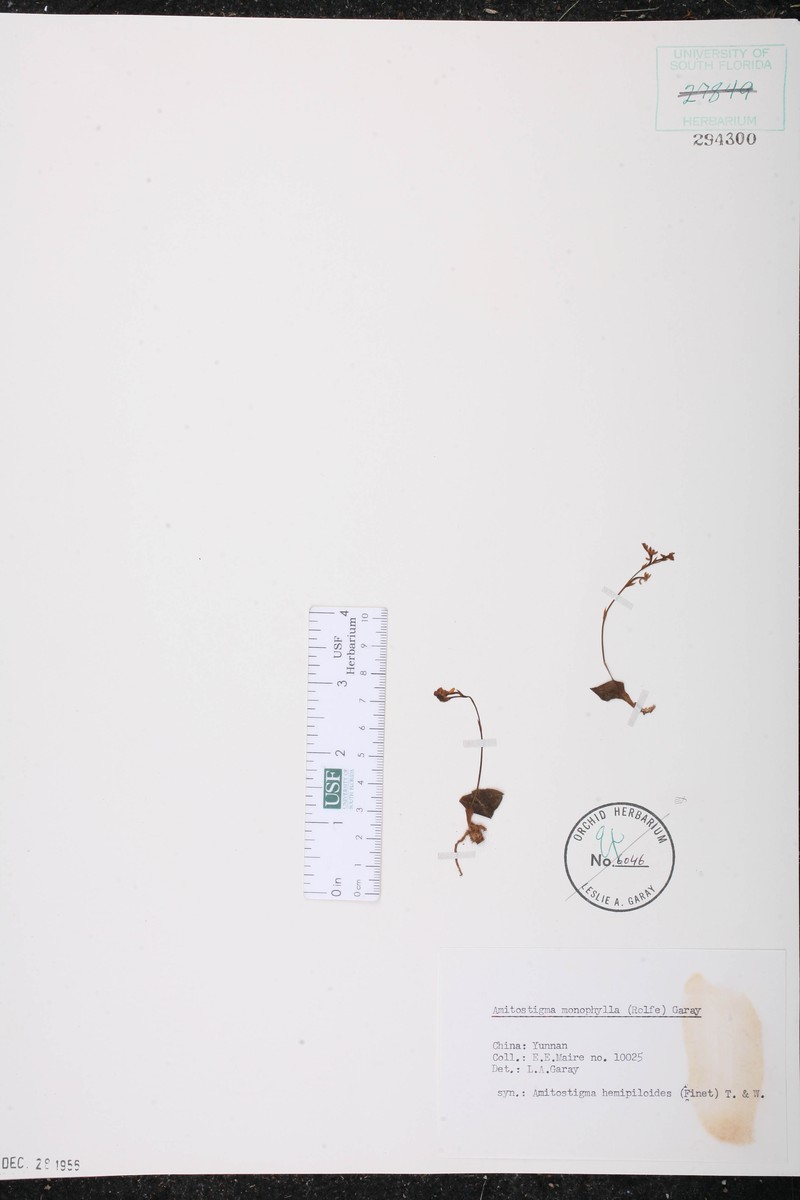 Hemipilia hemipilioides photo 2