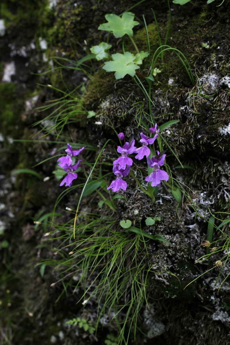 Hemipilia joo-iokiana