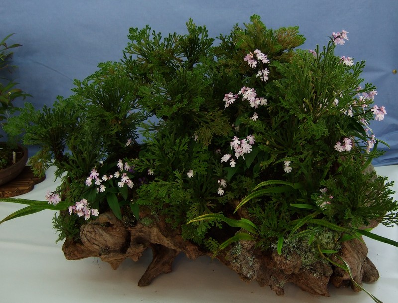Hemipilia keiskei photo 6