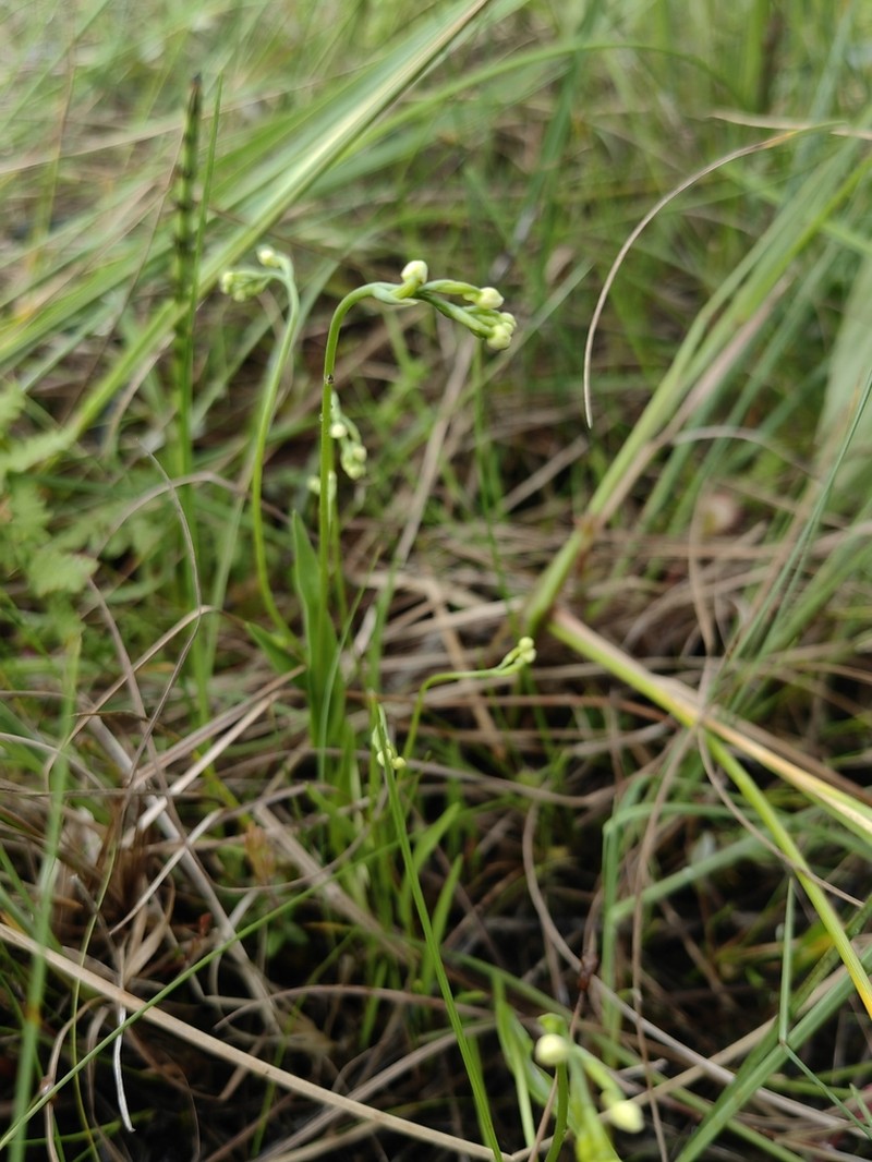 Hemipilia kinoshitae photo 6