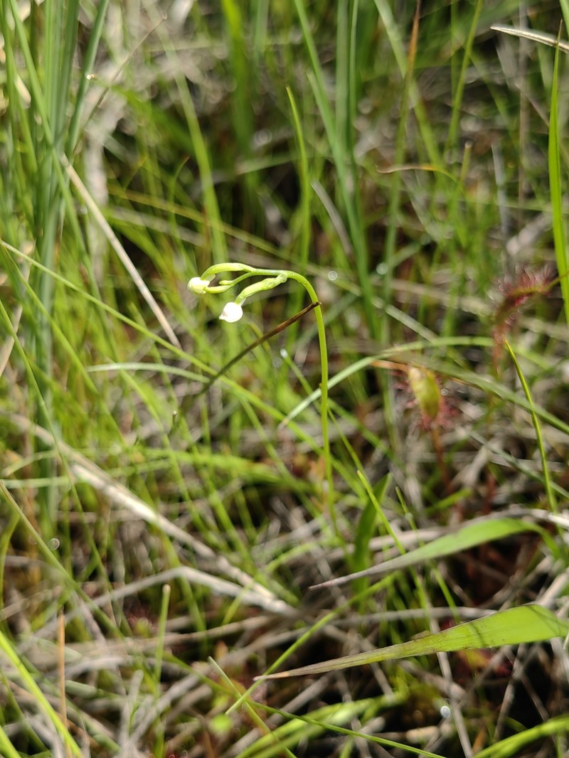 Hemipilia kinoshitae photo 8