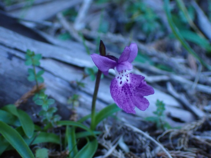 Hemipilia kiraishiensis photo 2