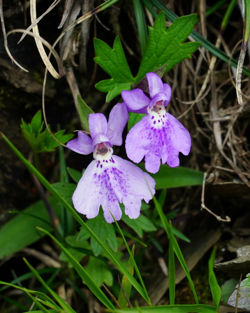 Hemipilia kiraishiensis photo 4