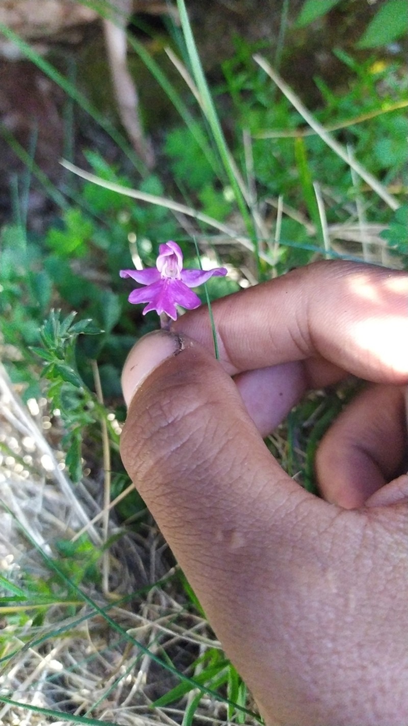 Hemipilia kiraishiensis photo 6