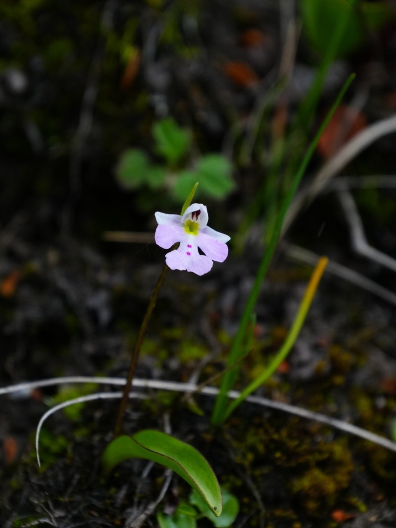Hemipilia monantha photo 3