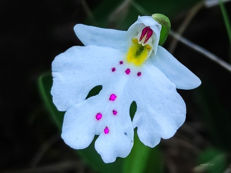 Hemipilia monantha photo 6