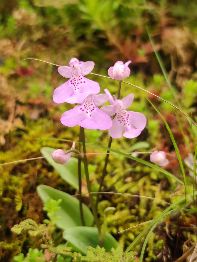 Hemipilia pinguicula