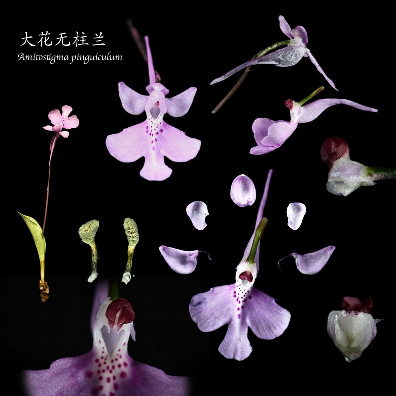 Hemipilia pinguicula photo 2