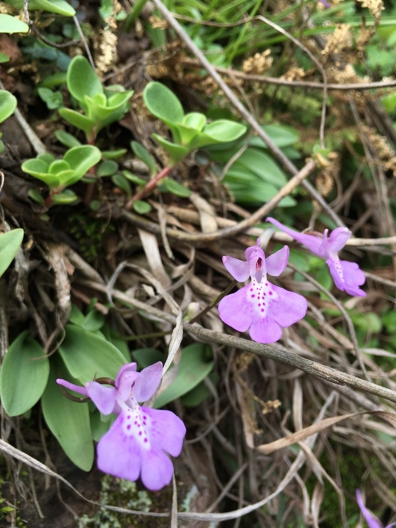 Hemipilia pinguicula photo 3