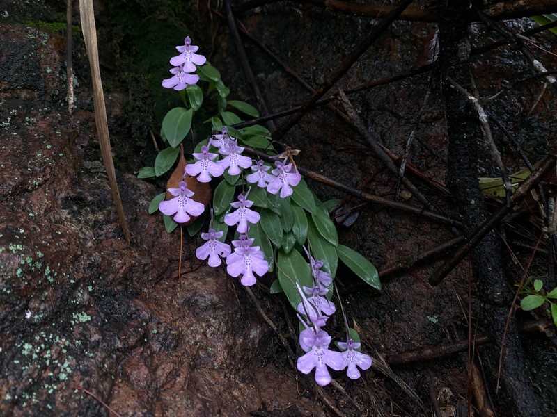 Hemipilia pinguicula photo 4