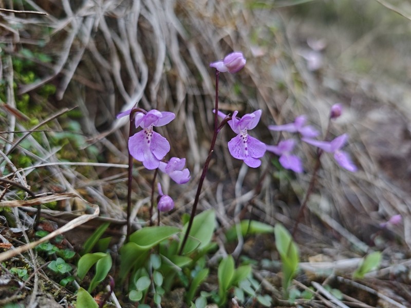 Hemipilia pinguicula photo 5