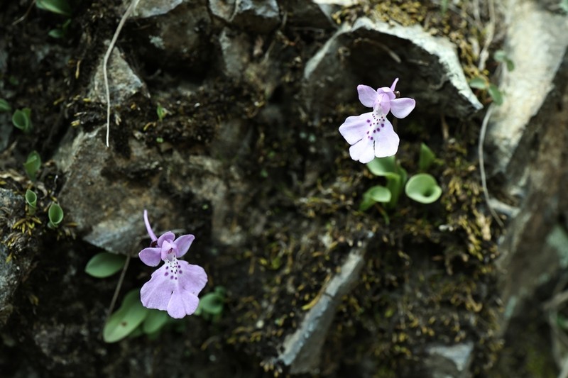 Hemipilia pinguicula photo 6