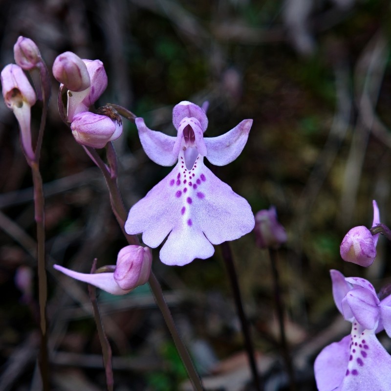 Hemipilia pinguicula photo 7