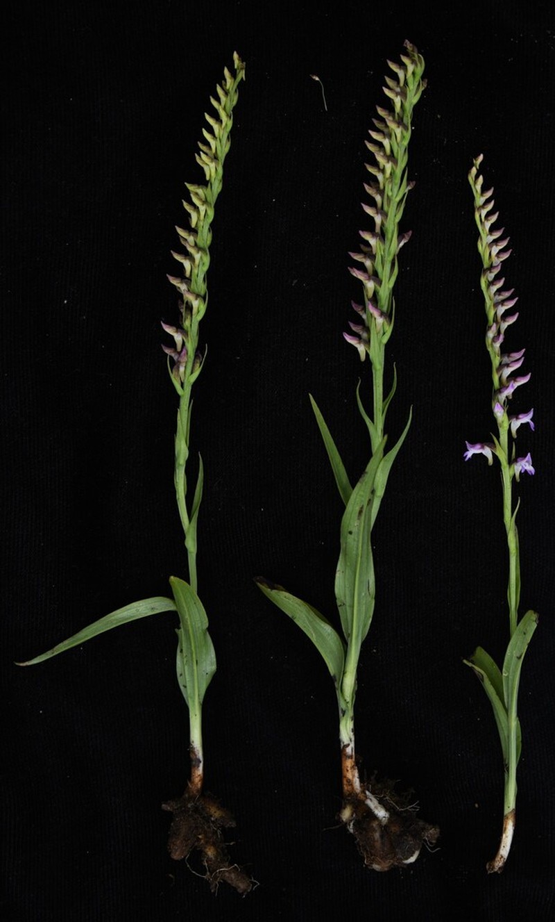 Hemipilia secundiflora photo 2