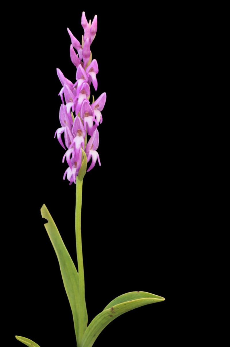 Hemipilia secundiflora photo 4
