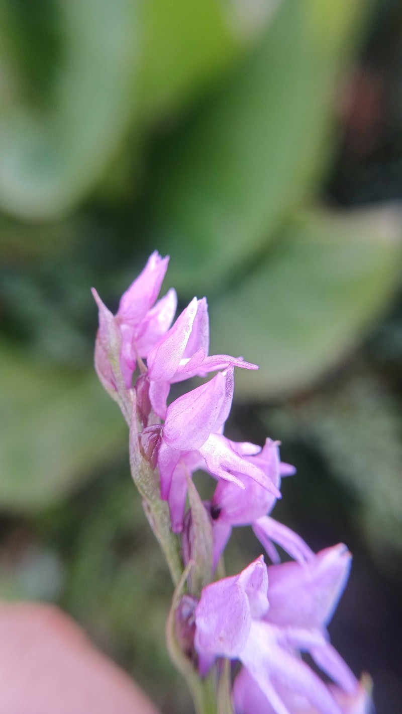 Hemipilia secundiflora photo 5