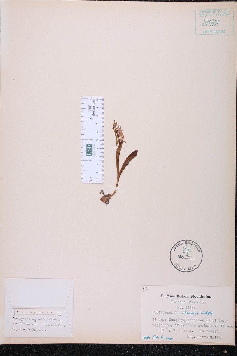 Hemipilia secundiflora photo 7