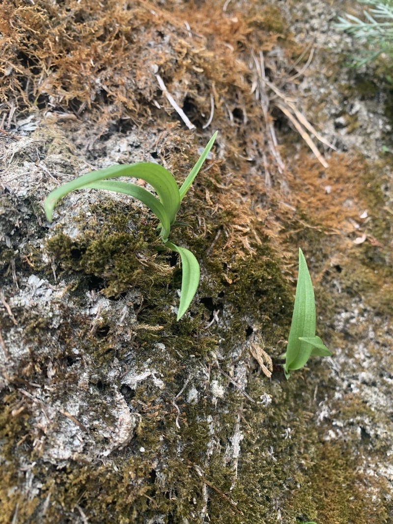 Hemipilia taiwanensis photo 3
