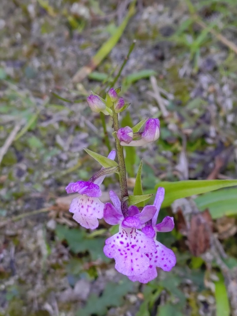 Hemipilia takasago-montana