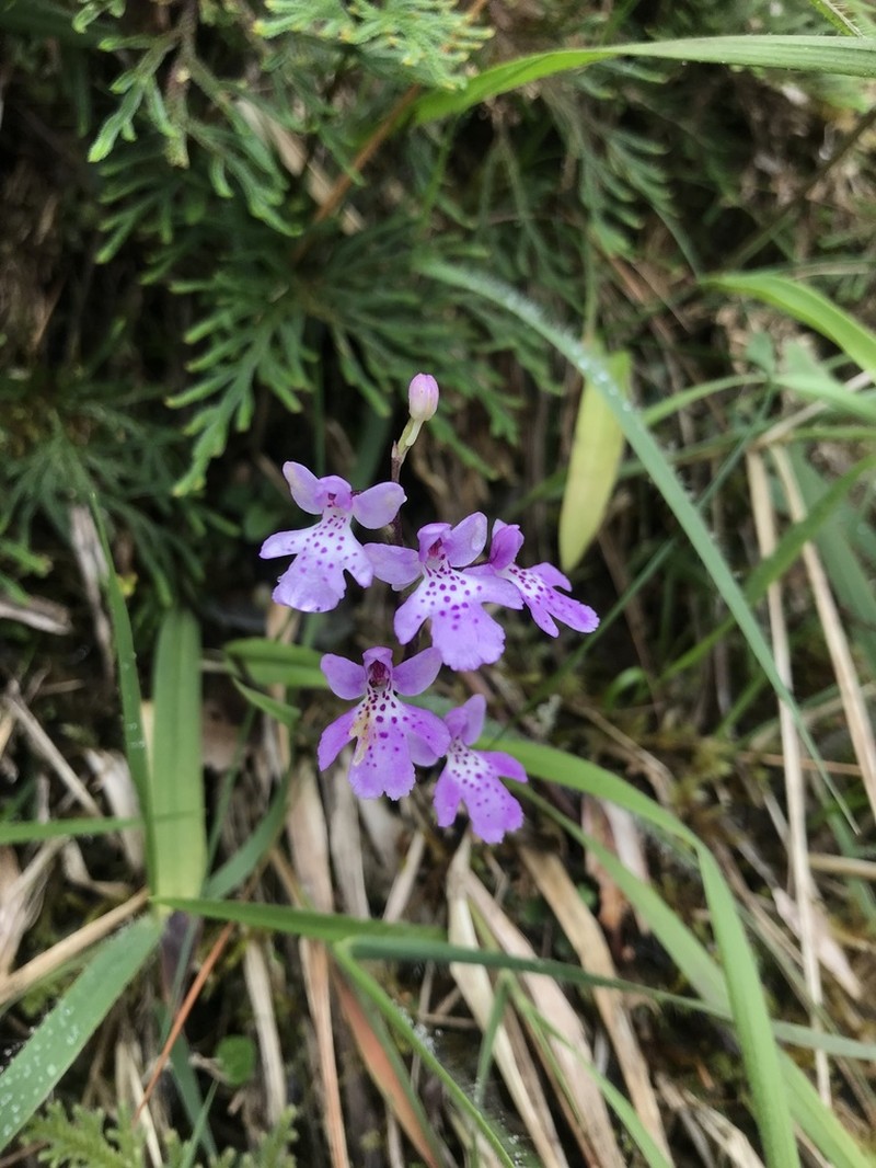 Hemipilia takasago-montana photo 3