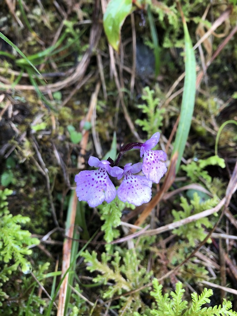 Hemipilia takasago-montana photo 4