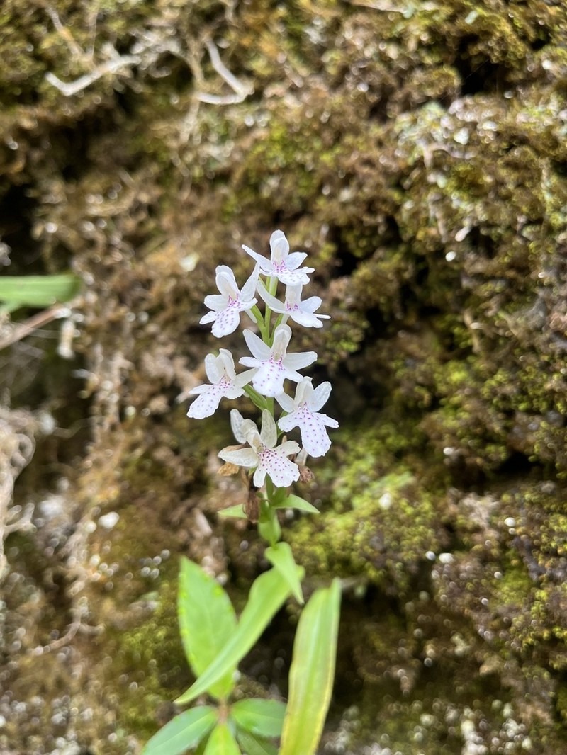 Hemipilia takasago-montana photo 5
