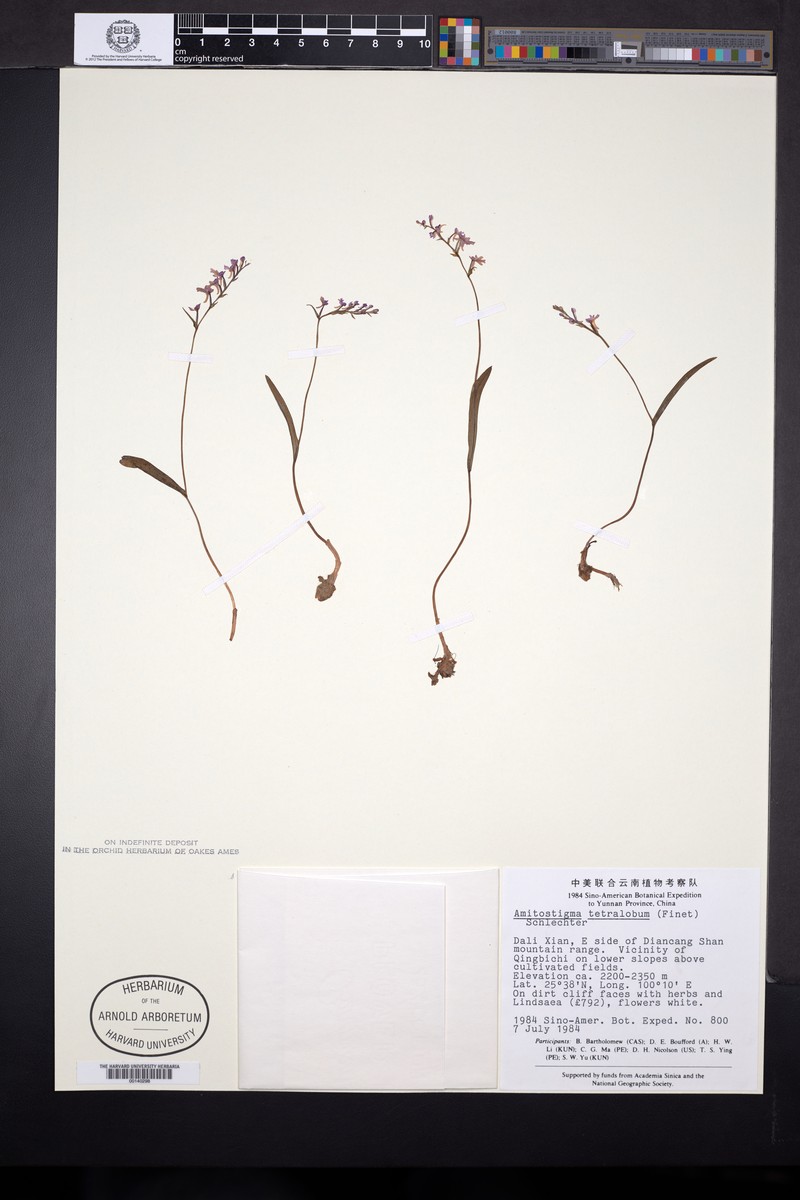 Hemipilia tetraloba