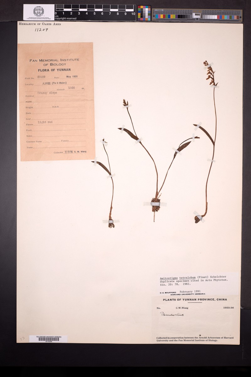 Hemipilia tetraloba photo 2