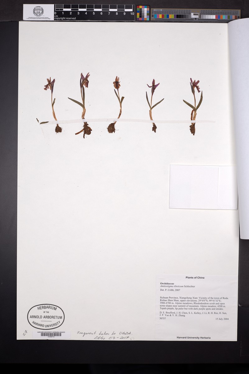 Hemipilia tibetica photo 2