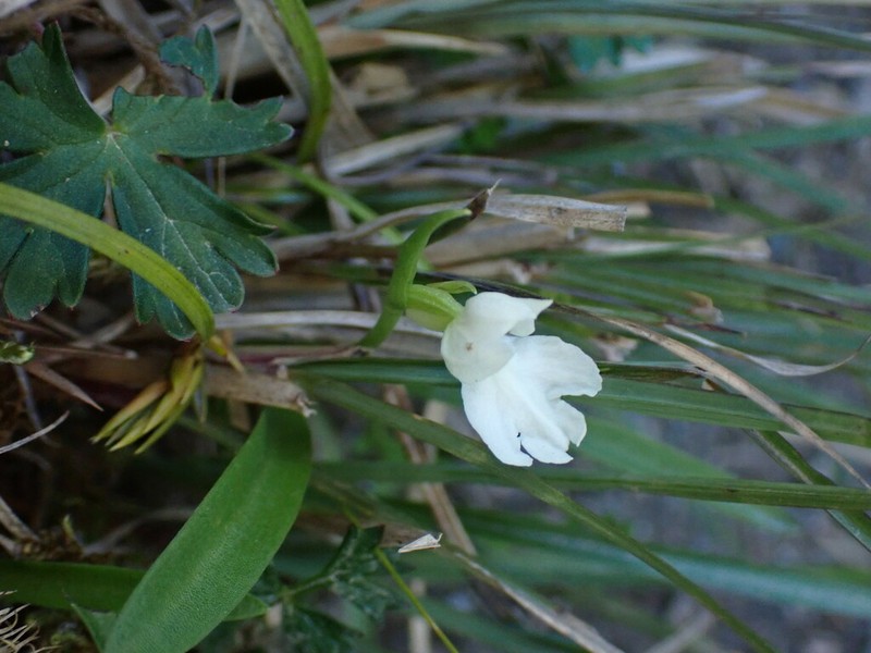 Hemipilia tominagae photo 2