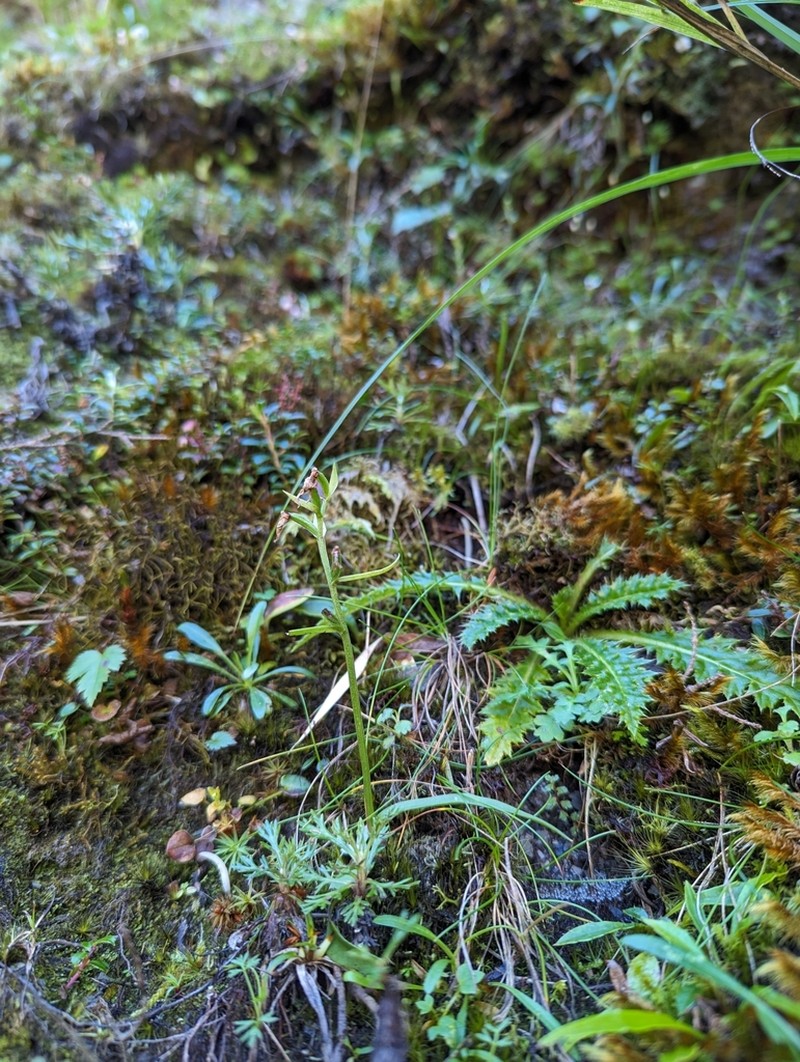 Hemipilia tominagae photo 6