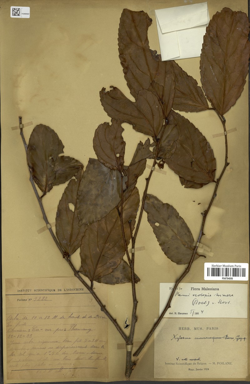 Hemiscolopia trimera