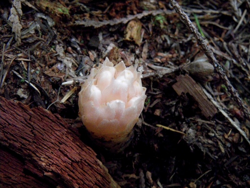 Coneplant photo 5