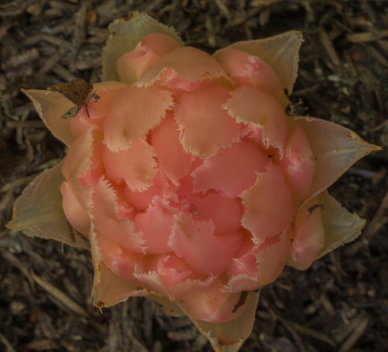 Coneplant photo 6