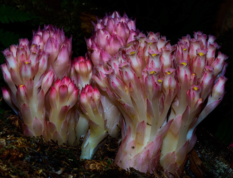 Coneplant