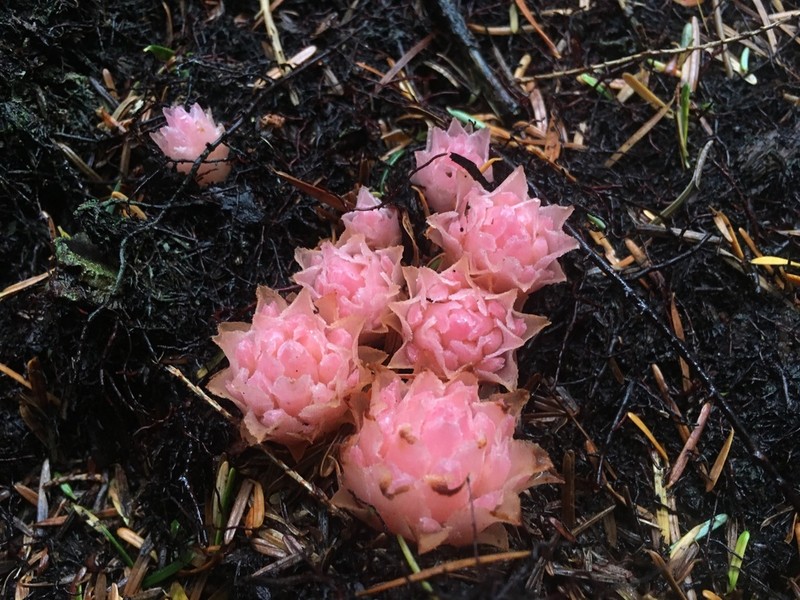 Coneplant photo 2