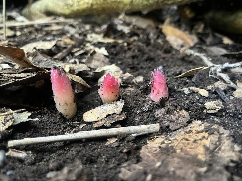 Coneplant photo 3