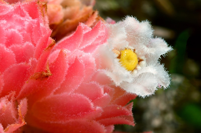 Coneplant photo 5