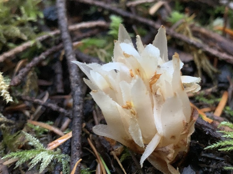Coneplant photo 6