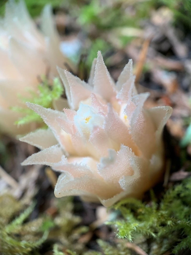 Coneplant photo 7