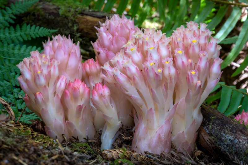 Coneplant photo 8