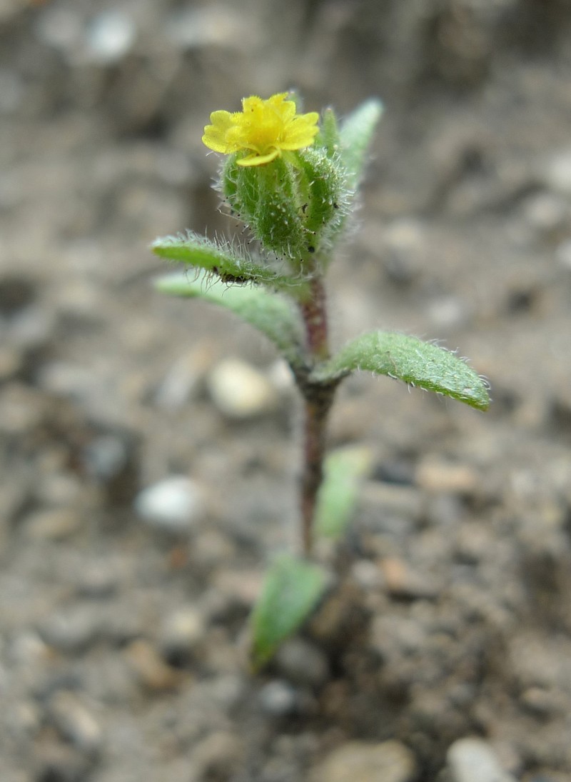 Opposite-Leaved Tarweed photo 4