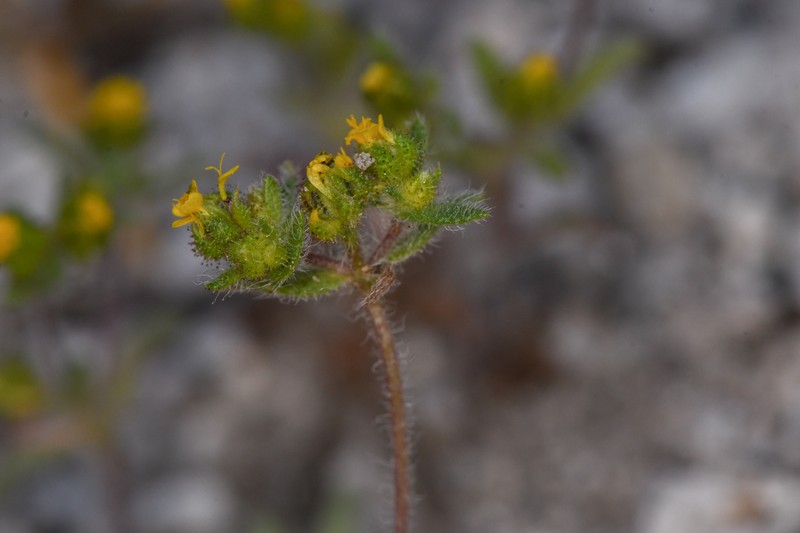 Opposite-Leaved Tarweed photo 5