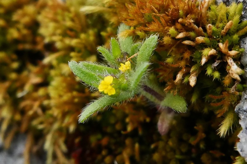 Opposite-Leaved Tarweed photo 6