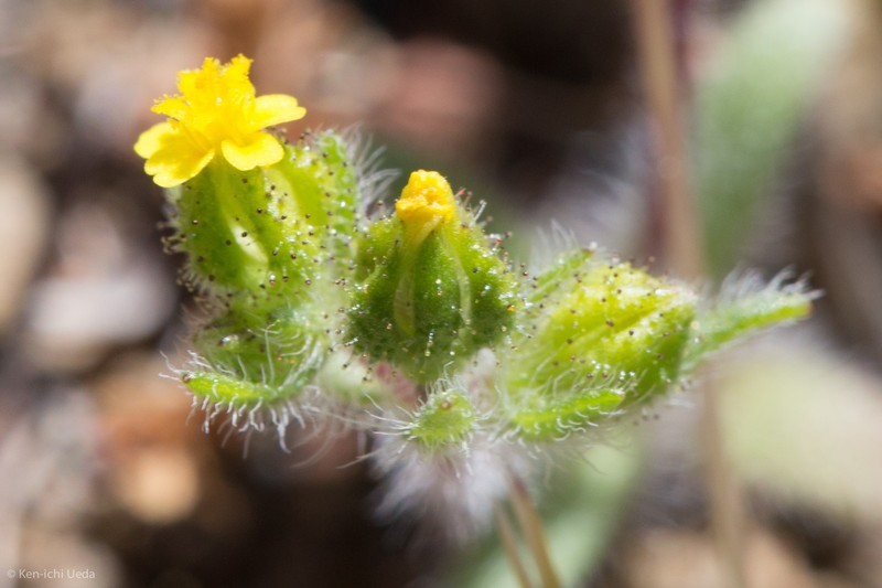 Opposite-Leaved Tarweed photo 7